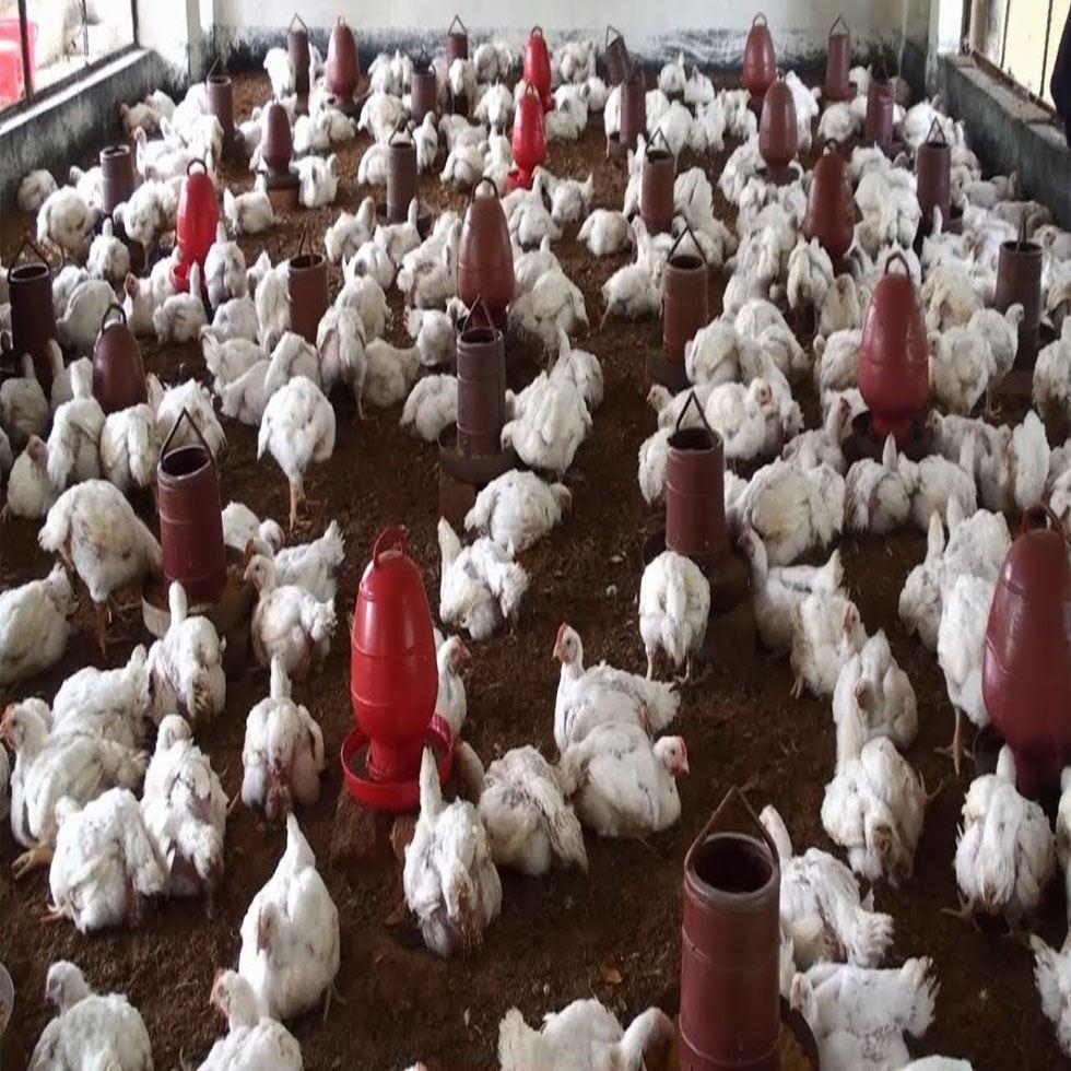 Poultry Farming Broiler Image