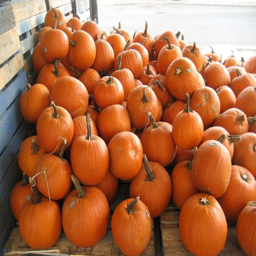 Round Fresh Pumpkin Image