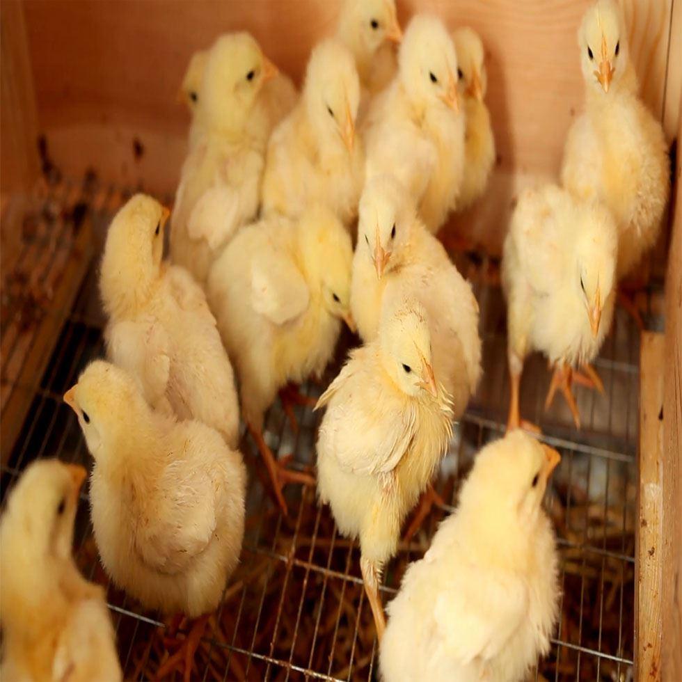 Small Broiler Chicks Image