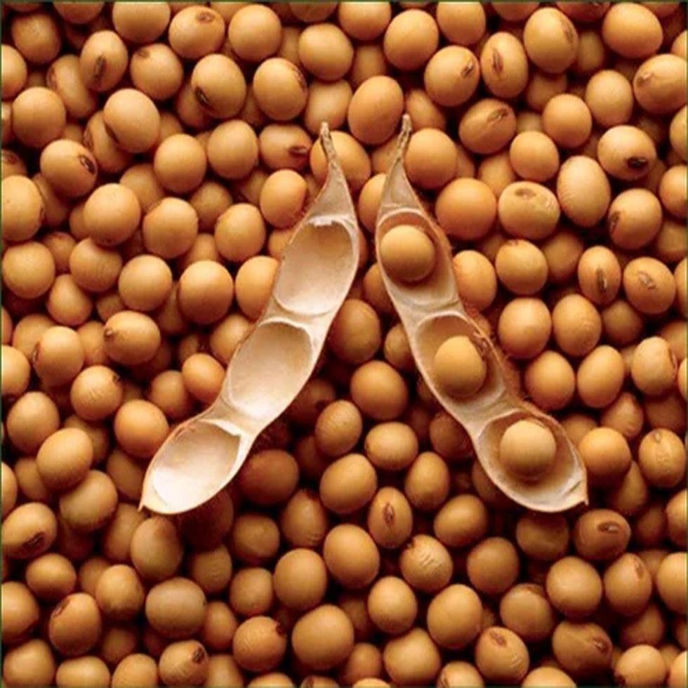 Soya Bean Brown  Image