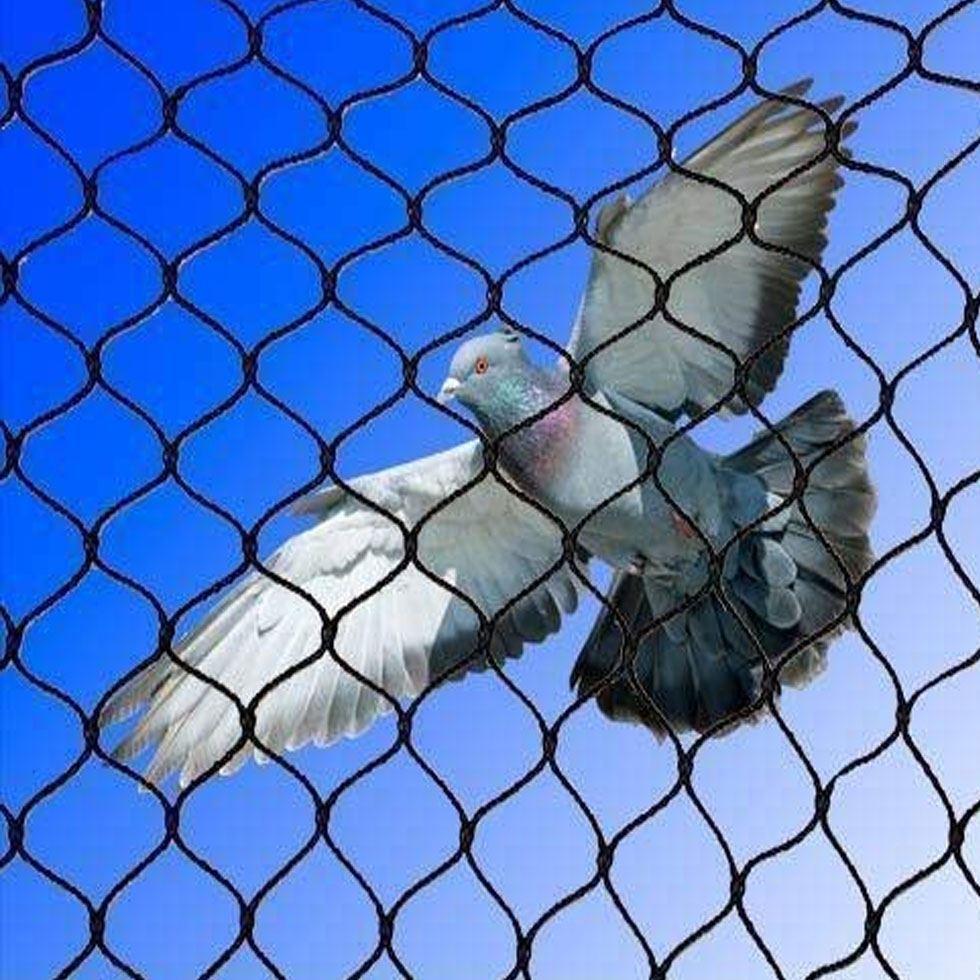 Ss Bird Protection Net Image