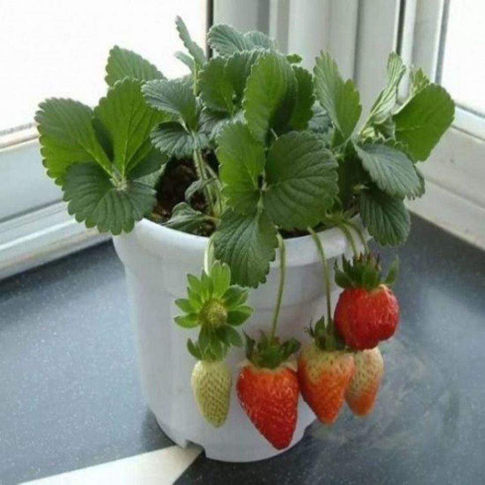 Strawberries Fruit Plant Image