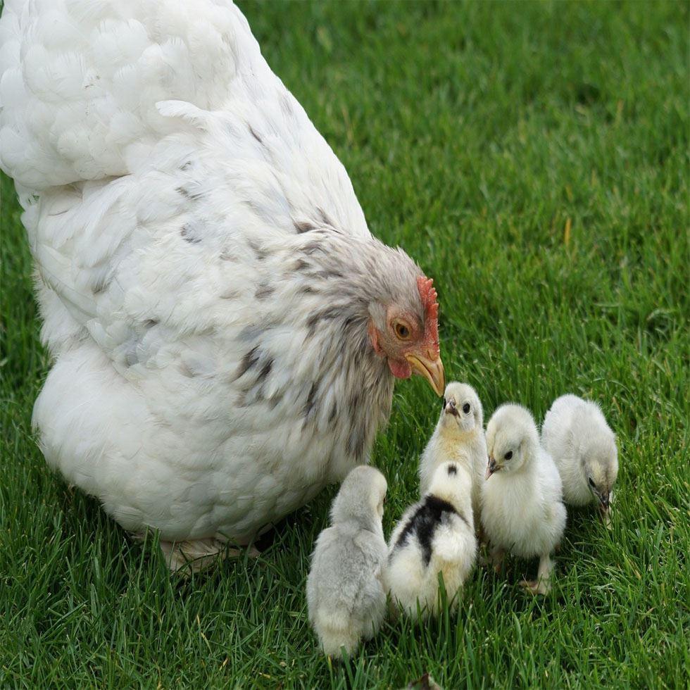 White Breeds Chicks Image