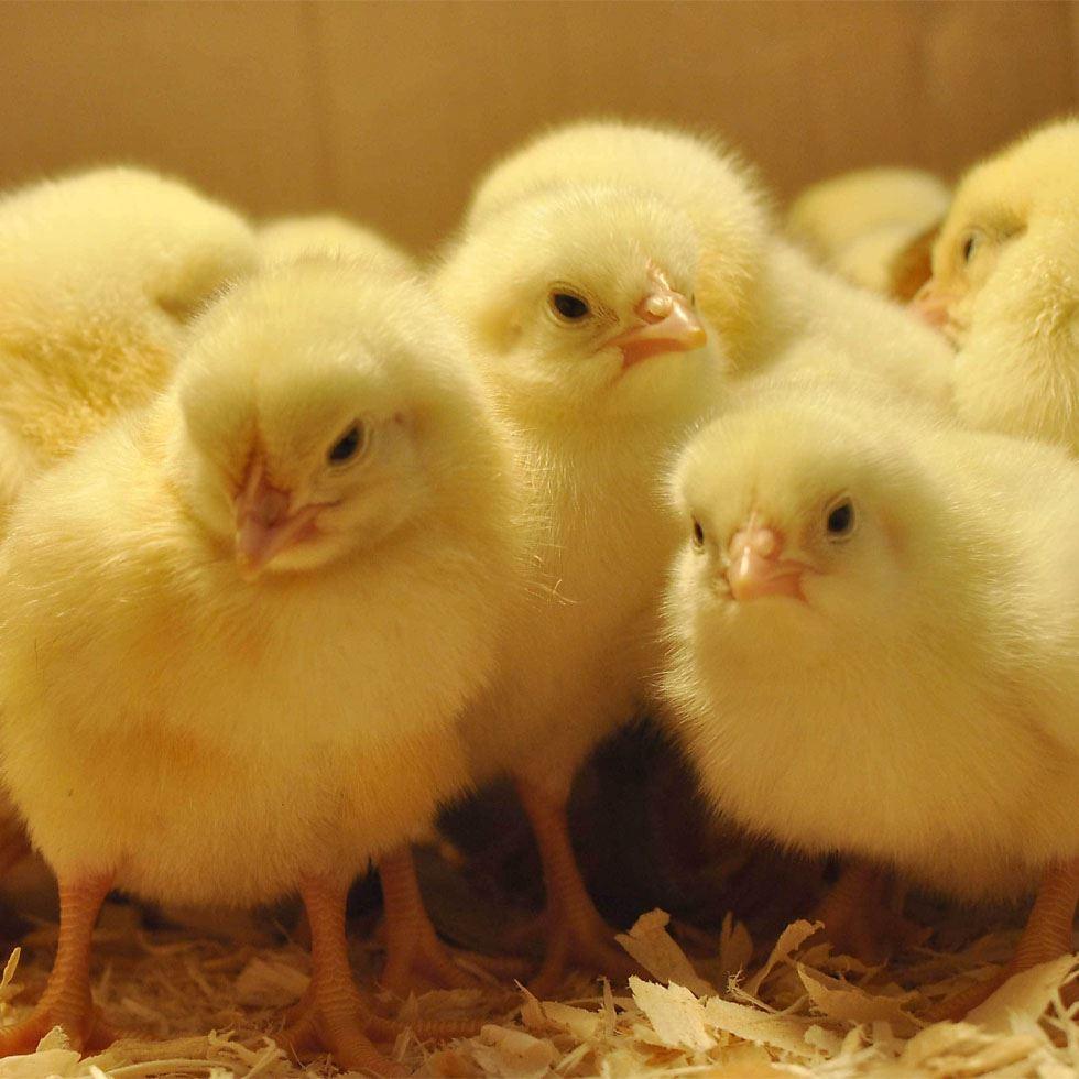 Yellow Broiler Chicks Image