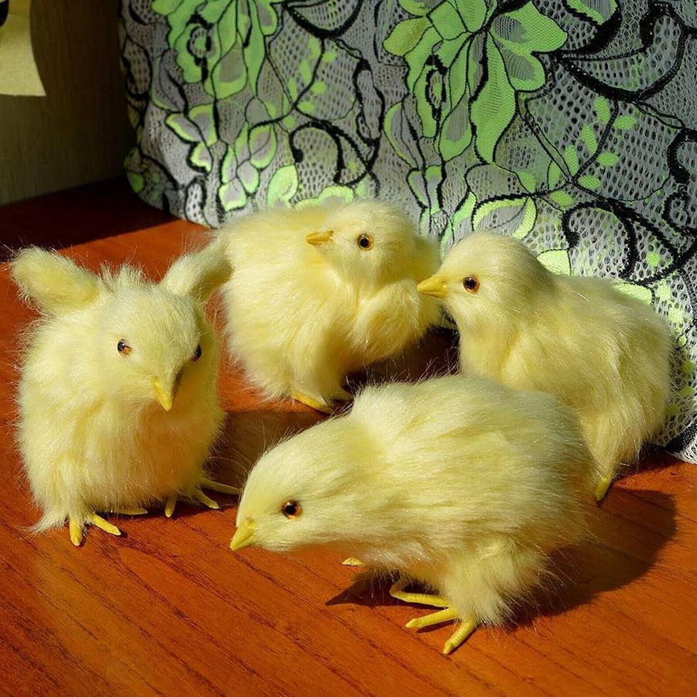 Yellow Farm Chicks Image