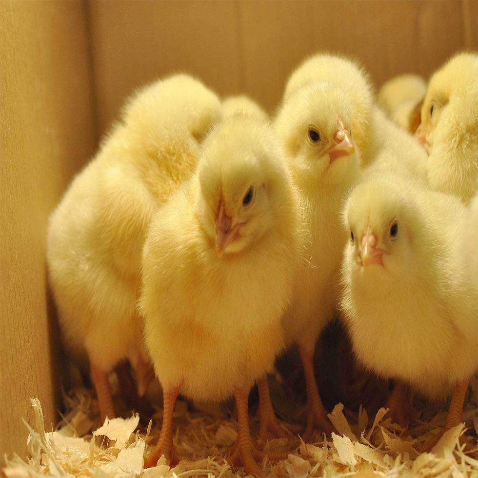 Yellow Poultry Farm Broiler Image